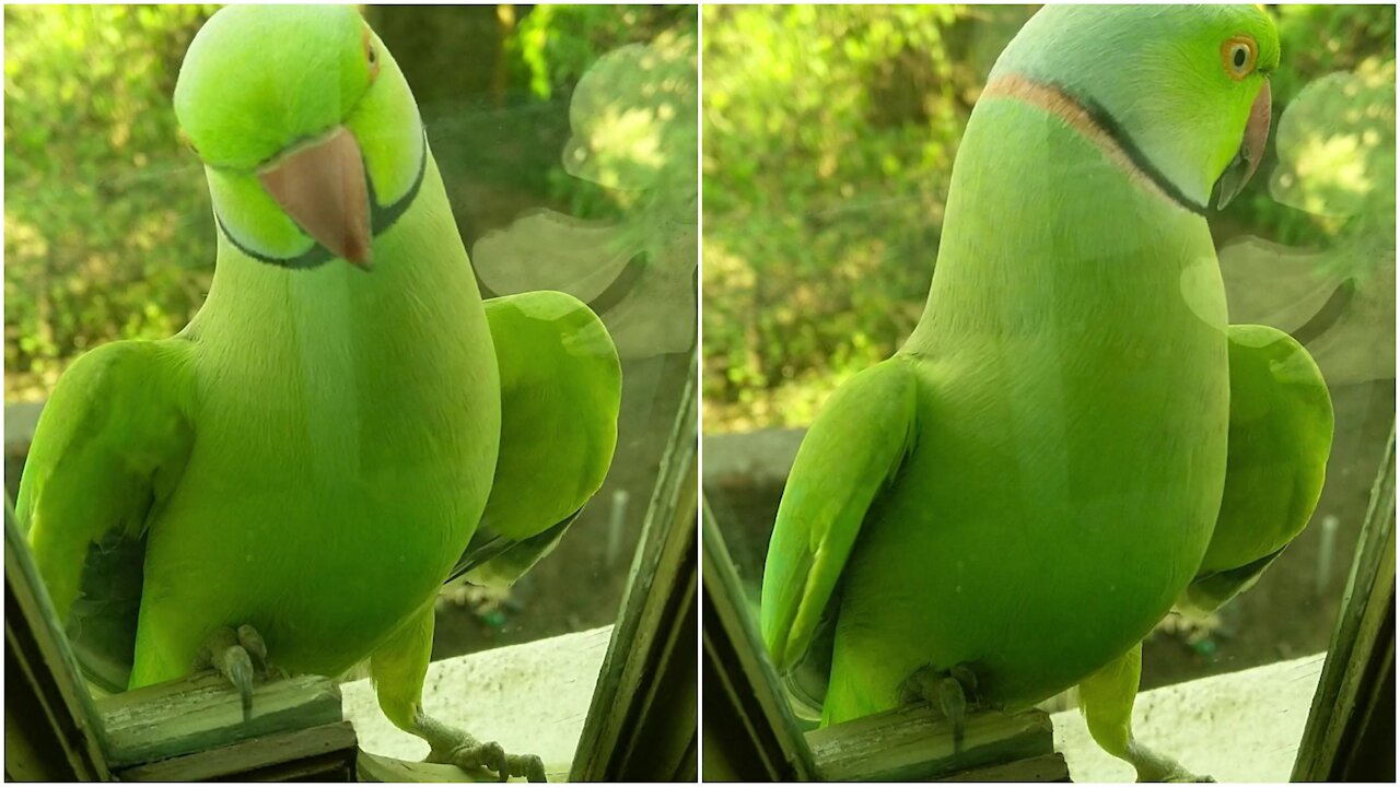 Cuit parrot