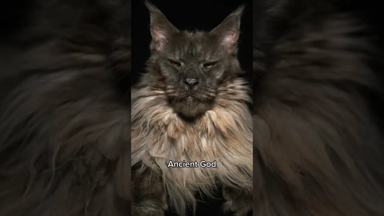 i think my cat is an ancient god 🥰 cute cats - try not to laugh #shorts