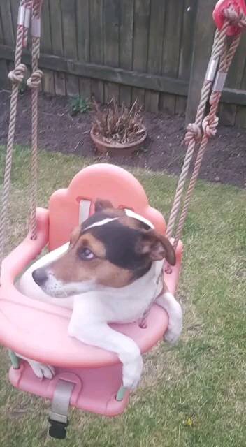 Jack Russell Terrier, Milo Enjoying a Swing.
