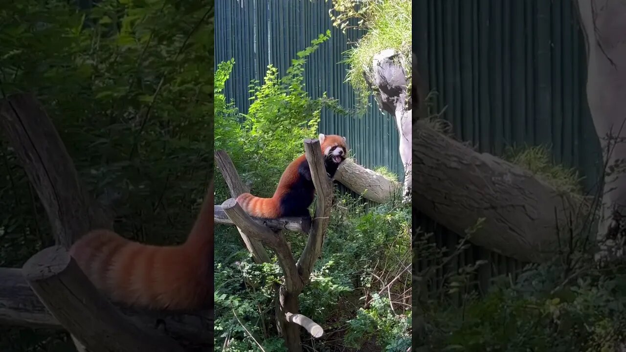 San Diego Zoo RED PANDA! #sandiegozoo #redpanda #shorts #cali