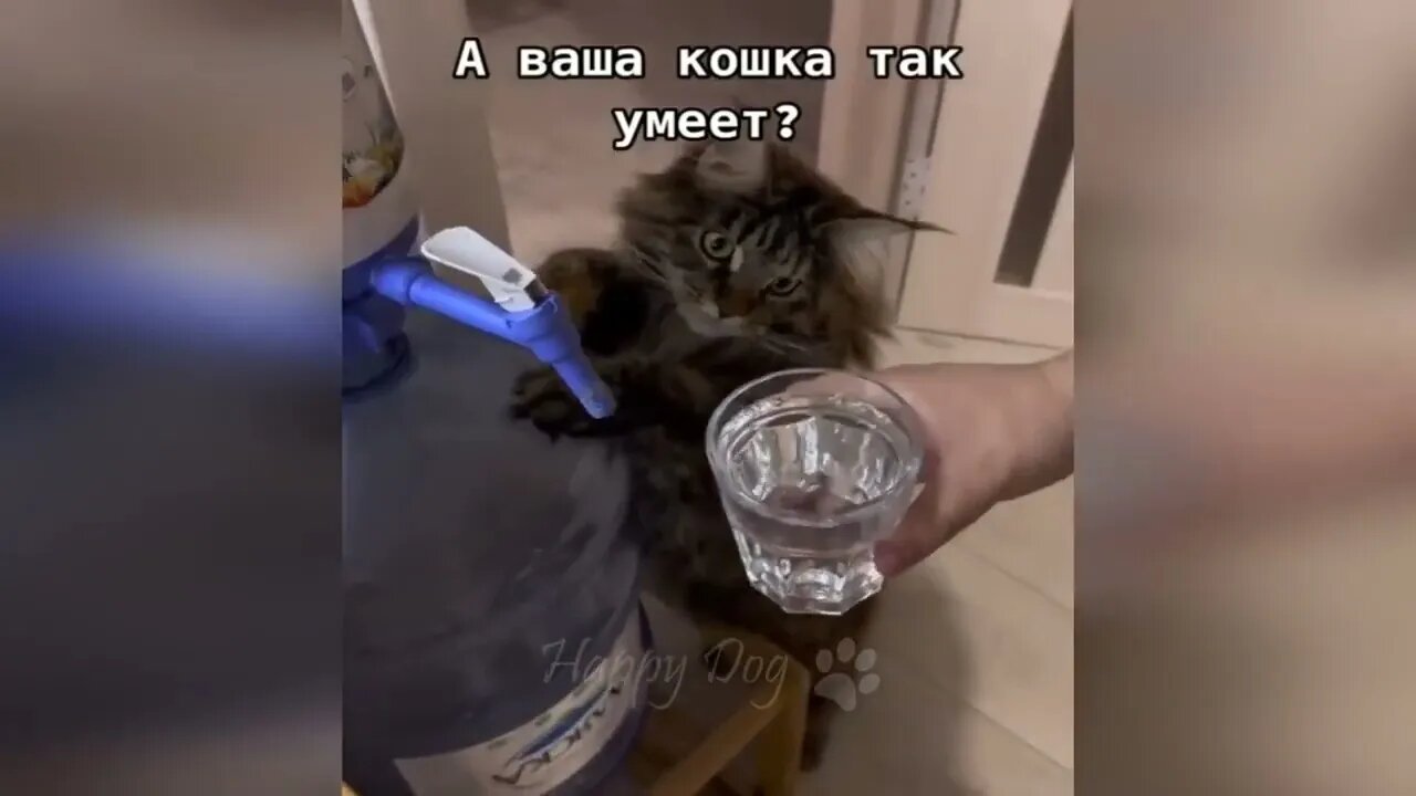 Funny animals Funny cats dogs 2023 #entertainment #youtube #video #funny #entertainment #action