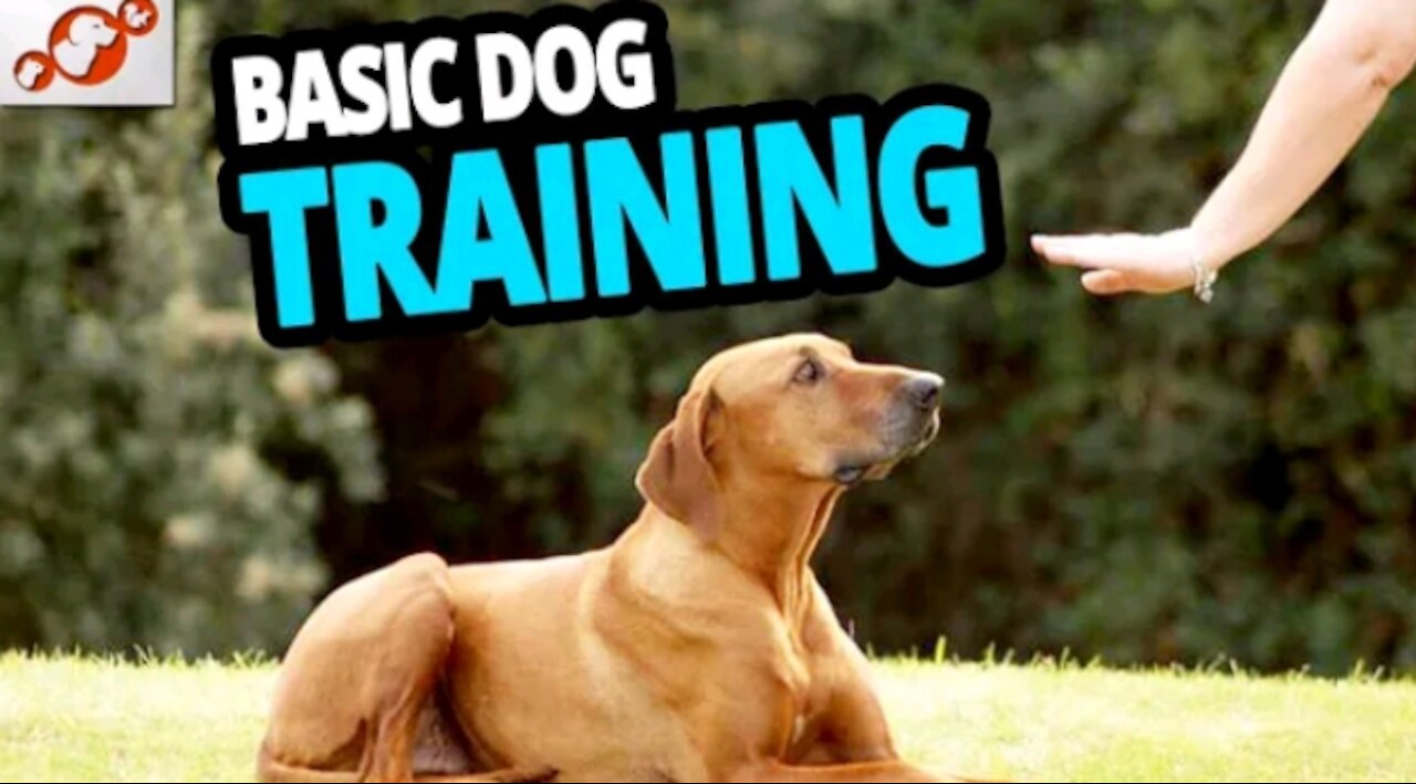 Basic dog training top 10 essential command every dog should know #Muhammadsajid