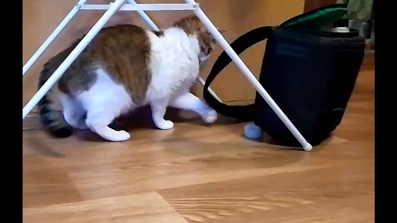 Cat playing with the mechanism of a talking toy