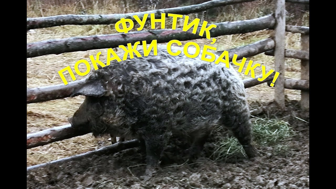 Part 3 of the adventures and adventures of a Hungarian mangalica pig named "Oper"