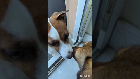 Small Jack russell visits his girlfriend