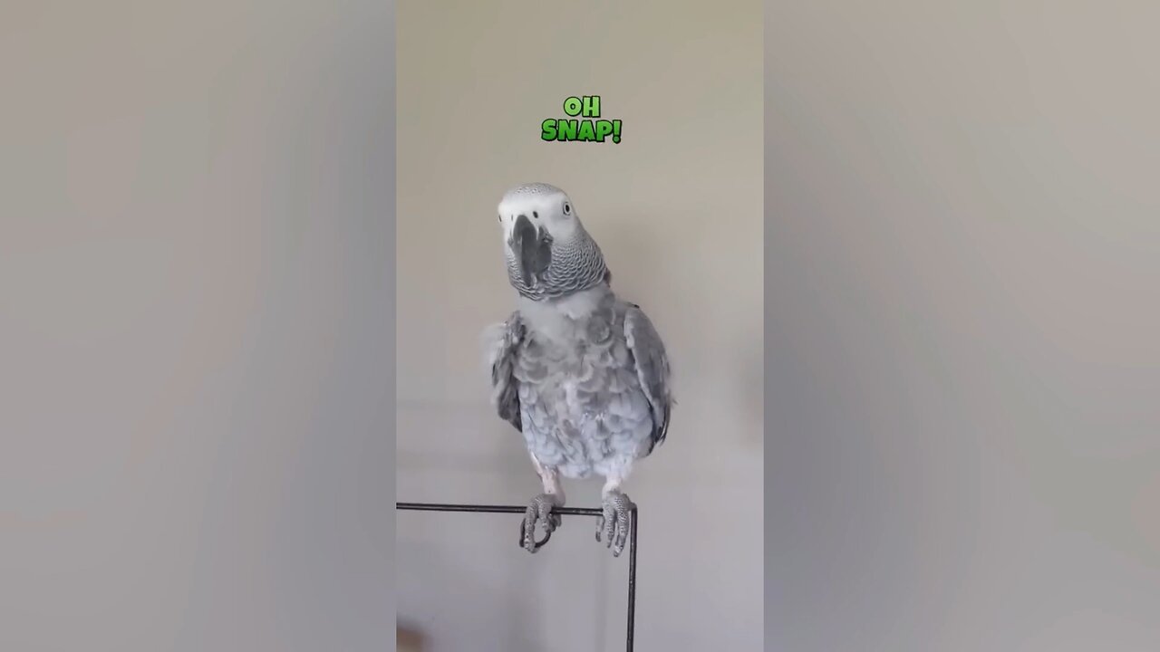 The bird is talking strangely like a human