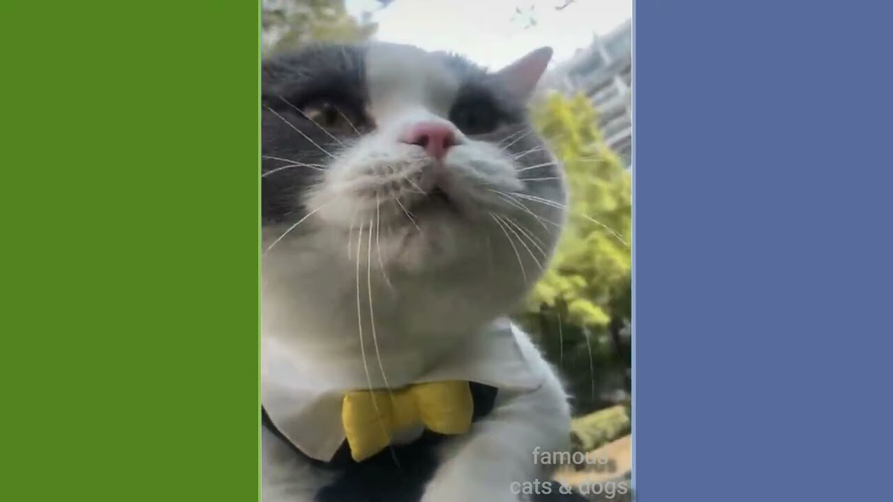 TRY NOT TO LAUGH! FUNNY CATS AND DOGS ANIMALS VIDEOS