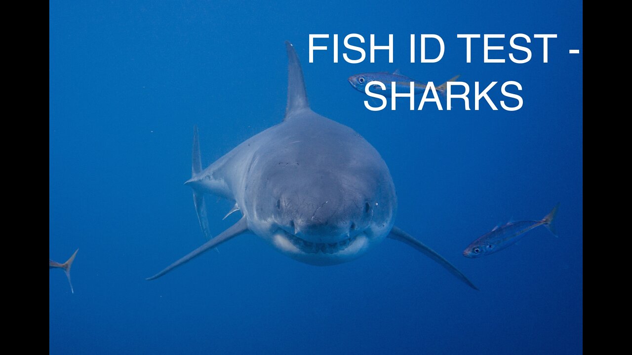 Fish ID Test - Sharks - How many of the 5 can you get correct?