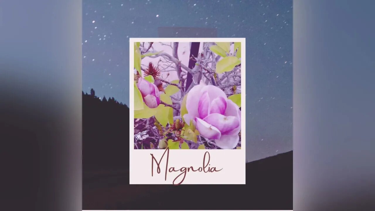 Day 50 #palettestories #100dayproject2023 #magnolia