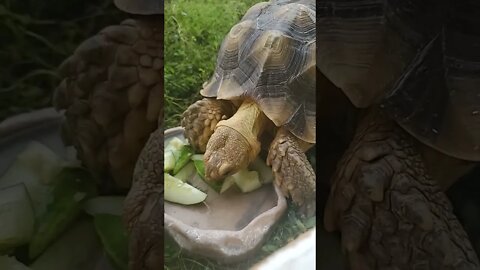 Feeding Time