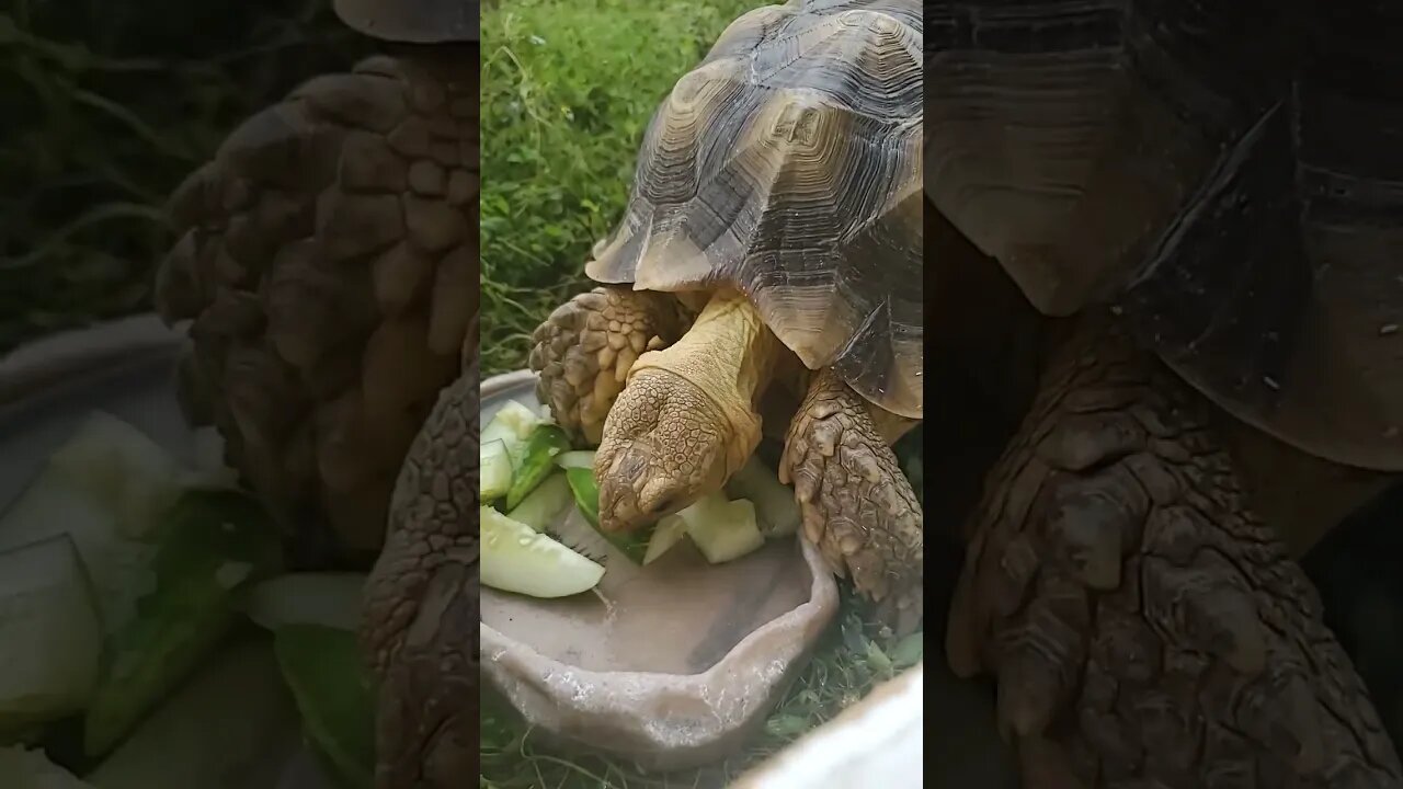 Feeding Time
