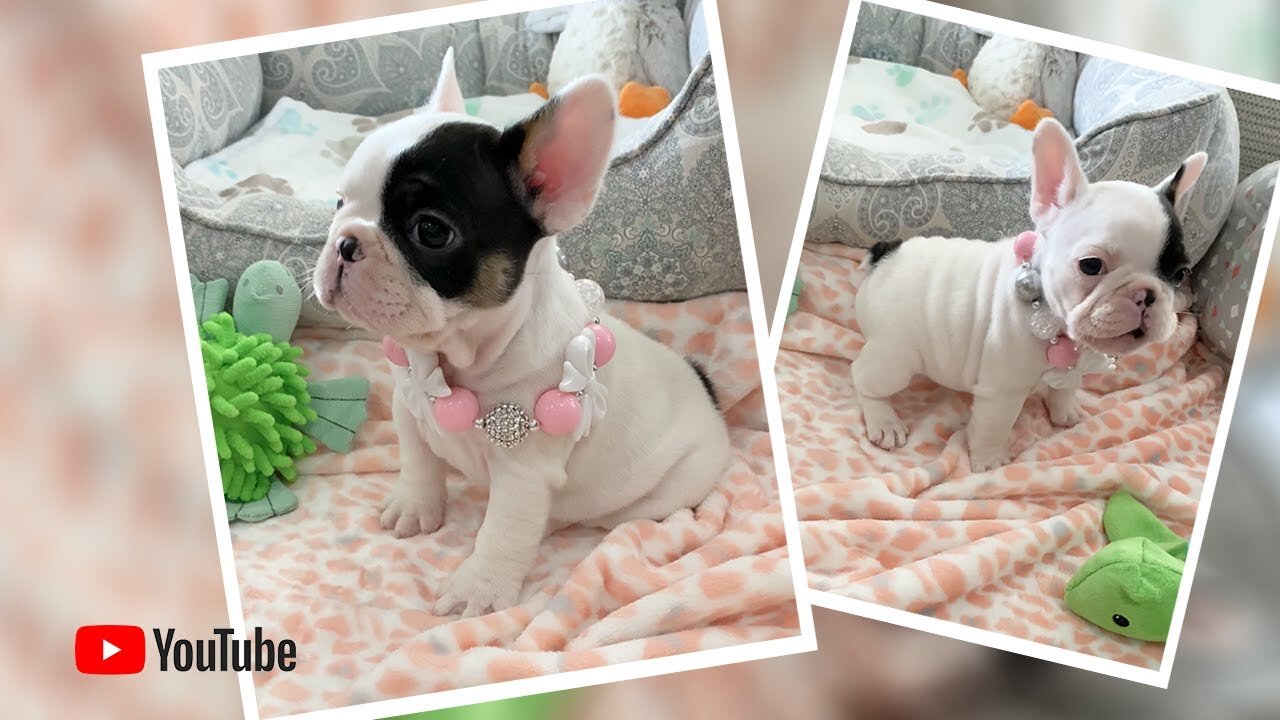 "πΆπ When Frenchie puppies πΆ donβt get their way πβ Poetic French Bulldog Puppies π Miami Beach