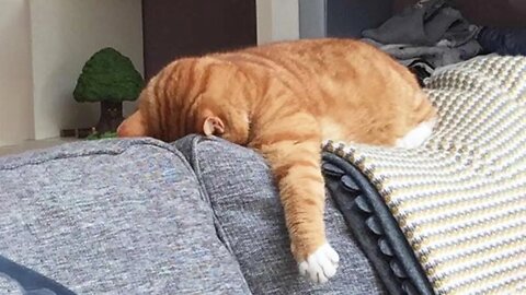Viral Funny and Cute Cat Videos 😹| Merry Christmas 2022🎅