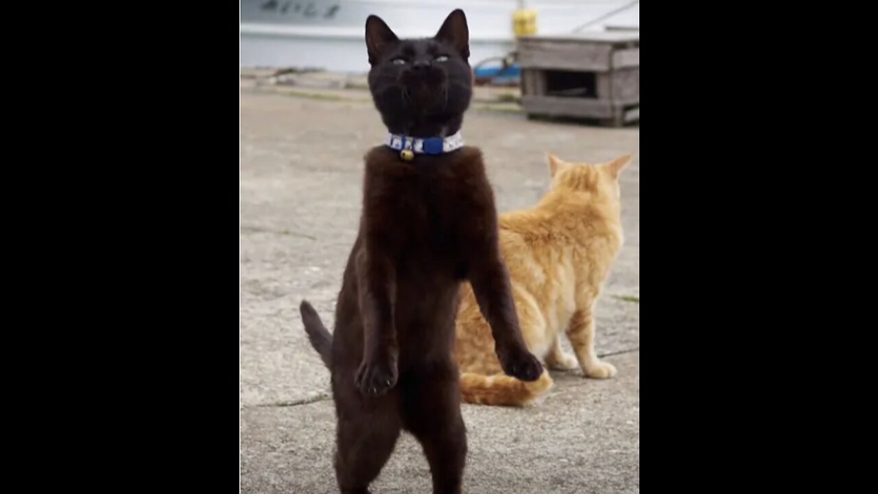 Funny animals 2023 - Funniest Cats and Dogs Video ⅕? * 280 #shorts