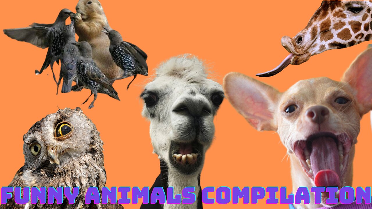 New Funny Animals Video 2023
