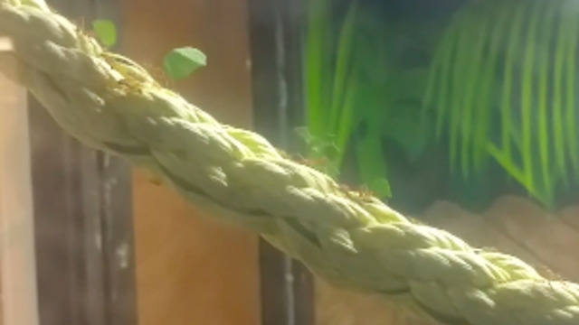 Ant colony impressively carry leaves across bridge