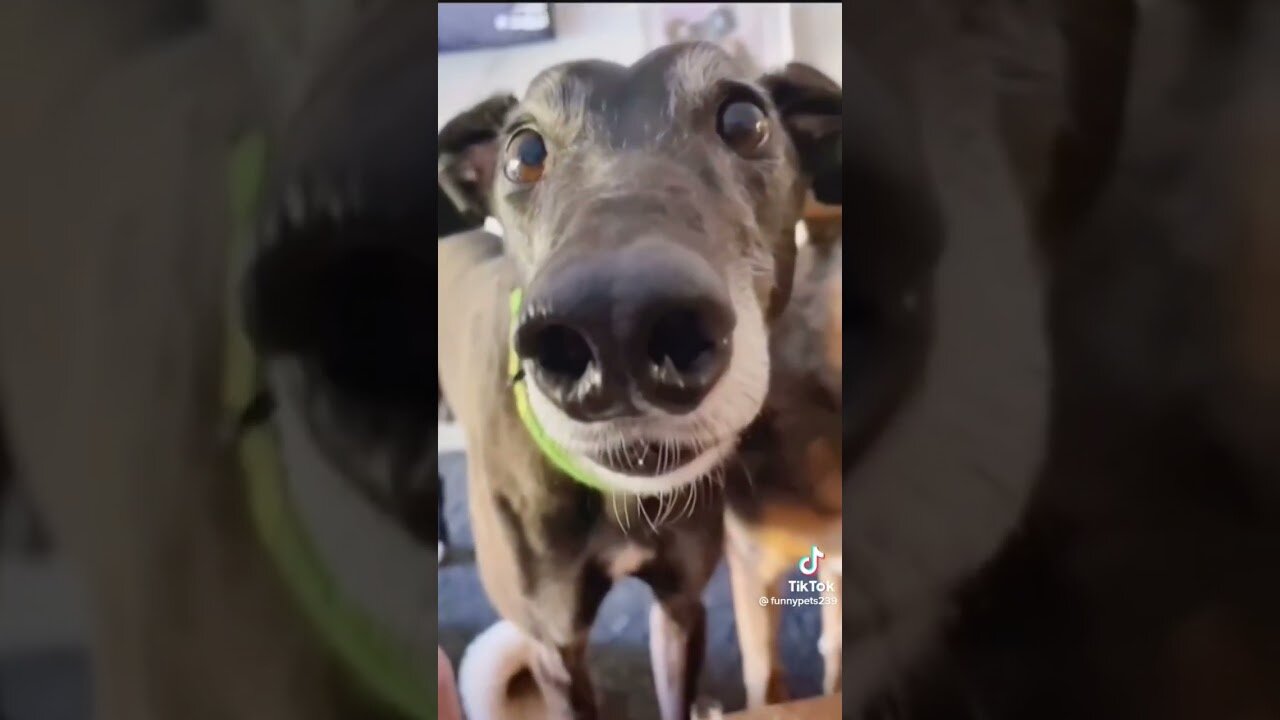 The funniest dog compilation you’ll see this week 🤣