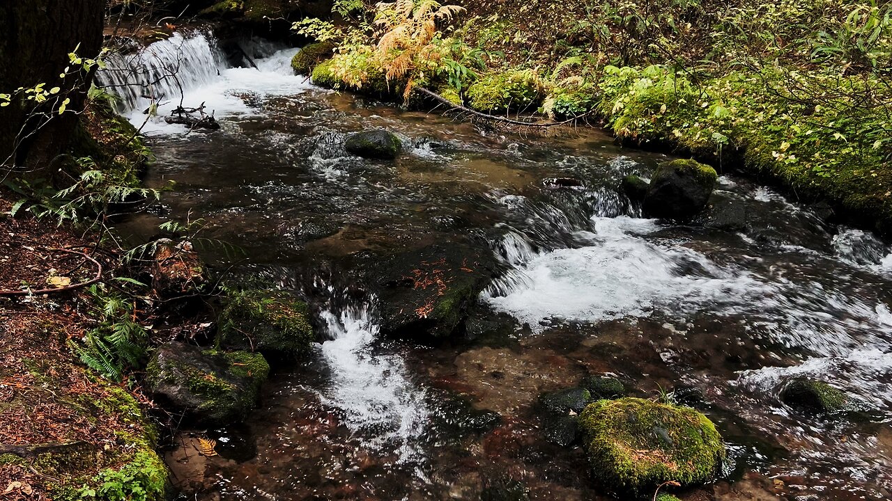 SILENT CAMPSITE PERSPECTIVES (4K) @ Still Creek Campground (Adjacent to Trillium) Mount Hood Oregon