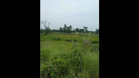 Morning in village After Rain.