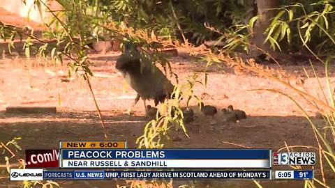 Peacocks dividing neighbors near Russell and Sandhill roads