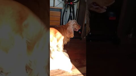 #dogshow , #animals , #dogs , #shorts