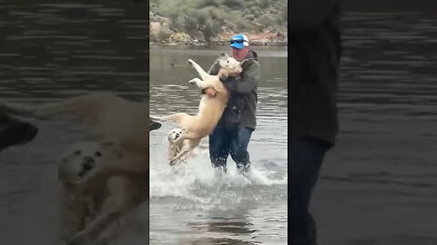 Man Saves Drowning DOG #dog #LIFE