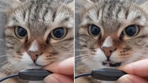 Cute Funny Cat Video | Cute Cat Video