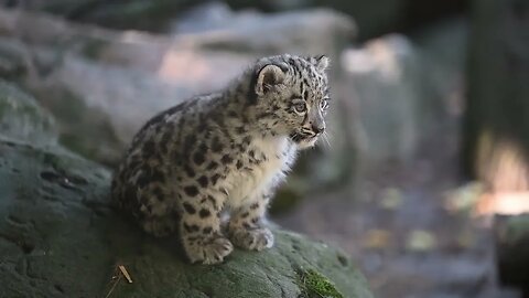 Doppelter Schneeleoparden Nachwuchs im Zoo Krefeld