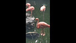 Flamingo 🦩🦩🦩🦩