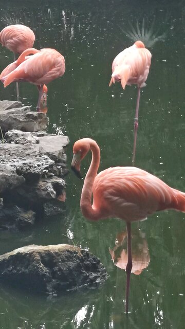 Flamingo 🦩🦩🦩🦩