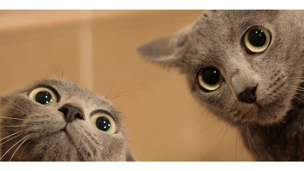 The cutest animals you'll see... they will make your day!!