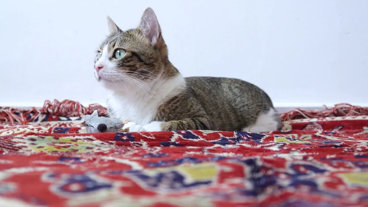 Cute Tabby Cat Sits on the Carpet