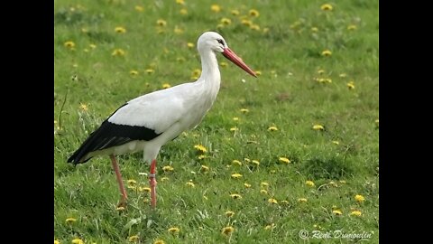 What animal is this? | Storks | National Geographic | BBC | Animal Planet