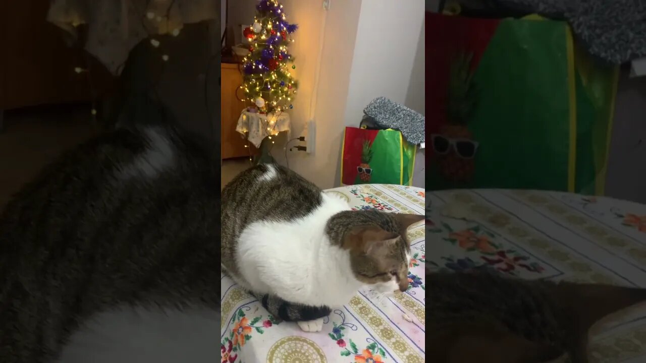 Christmas in the Middle East!