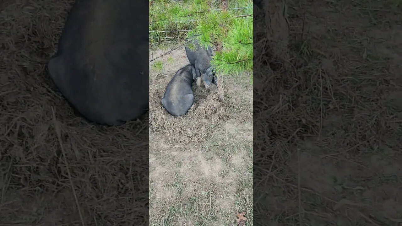 Mishan pigs warming up #homesteading #Mishan #pigeonlover