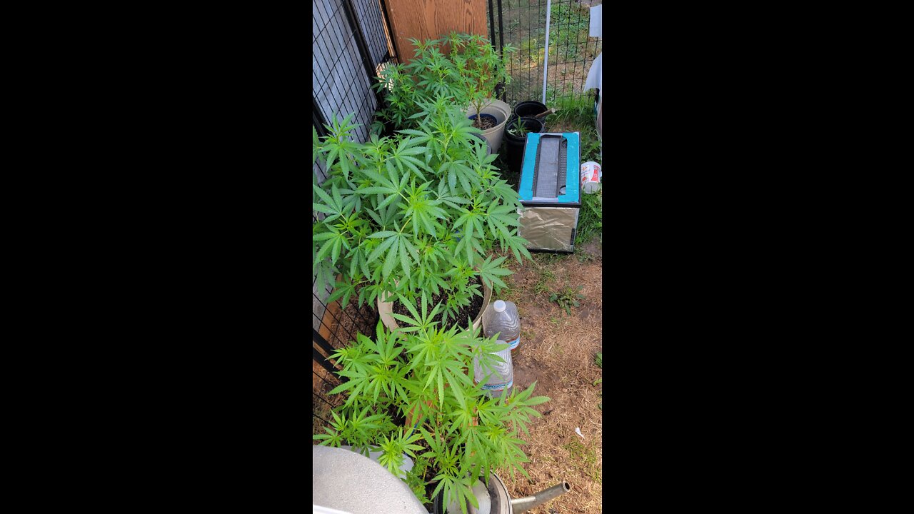 Thoughtfulassfuck and 8k indica strains. My first small outdoor gŕòw op.