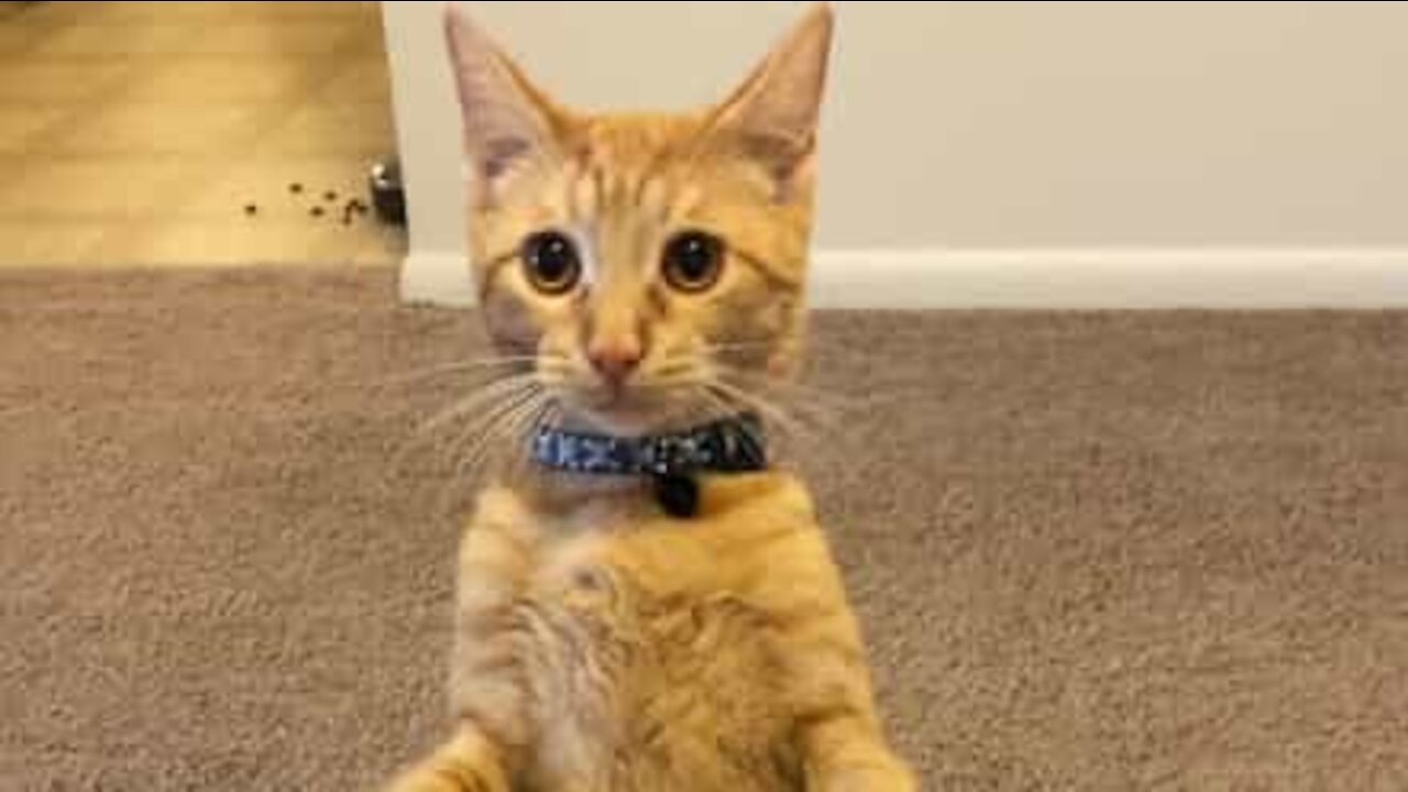 Cat has peculiar reaction to hairbrush