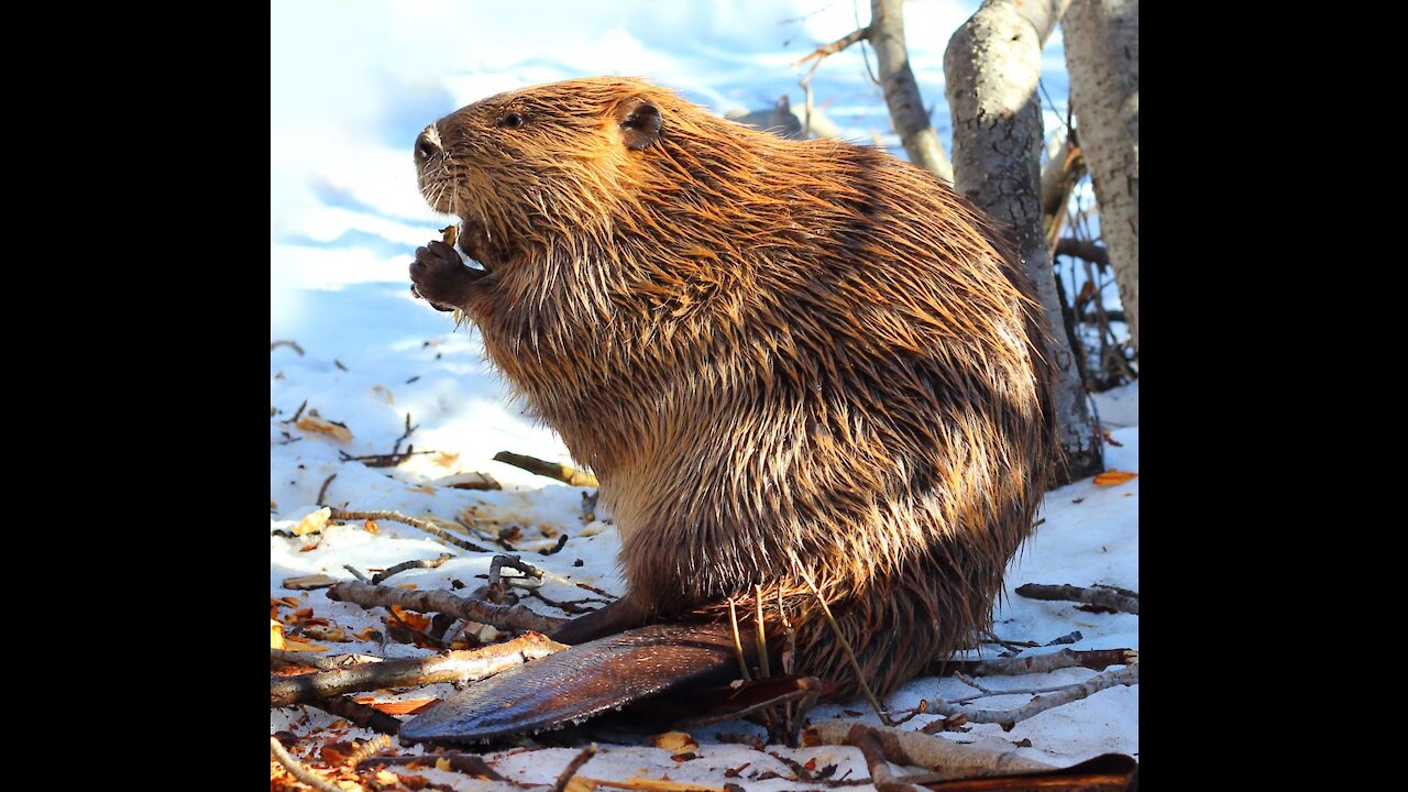 The Canadian Beaver 5 cent - Collectable Coins for beginners - part 4