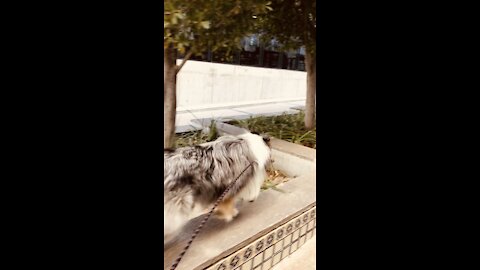 Floki the Rough Collie Jumping during walk