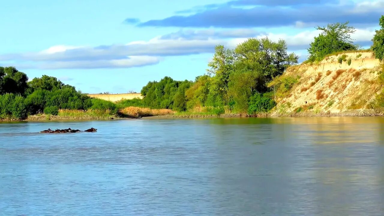 Неожиданная встреча с дикими кабанами В лесу у Реки