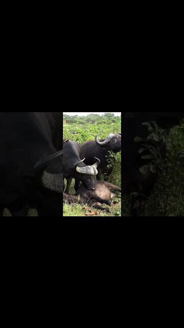 Buffalo Herd Mourn Fallen Comrade? #shorts