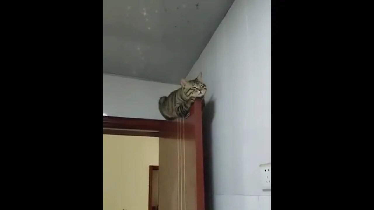 Catculating sleeping place