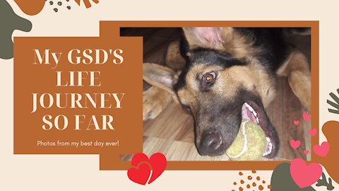 My GSD'S life journey so far