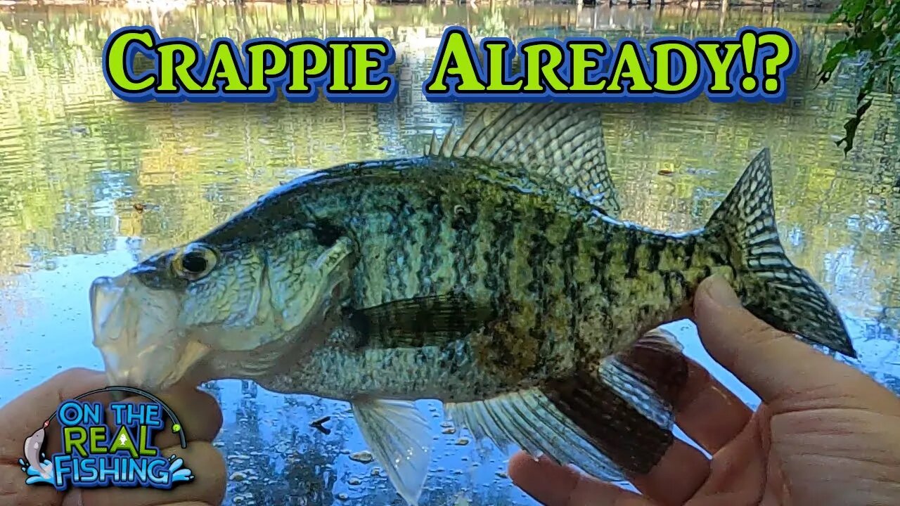 Live Minnows Versus Soft Plastics for Late Summer Crappie Fishing from the Bank?