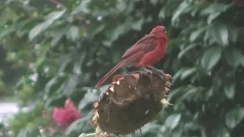 Red birds eating sunflowers in the rain.