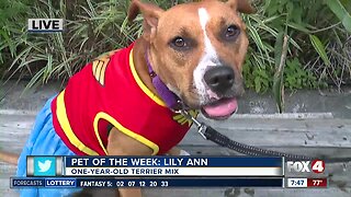 Pet of the Week: Lily Ann