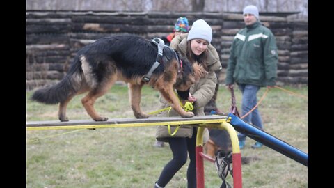 HOW TO SAFELY CORRECT YOUR DOG!