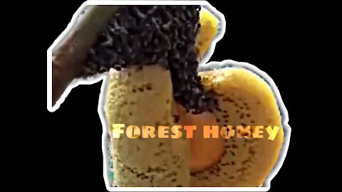 Forest honey is extremely sweet and delicious