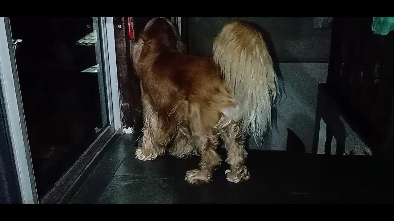 #dogsgow , #animals , #dogs