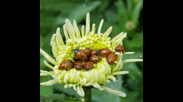 Ladybug Overload